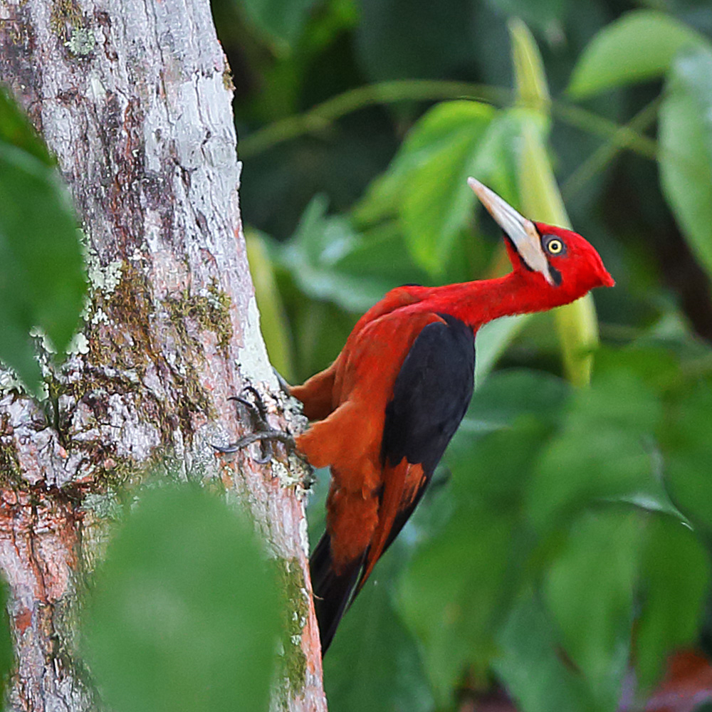 Amazônia National Park- Red-necked Woodpecker