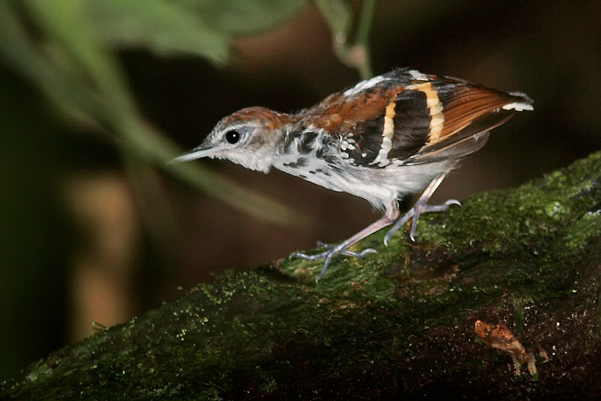 Amazônia National Park- Banded Antbird