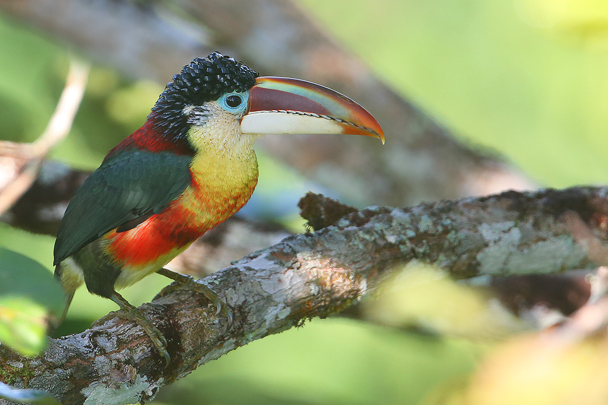 Amazônia National Park- Curl-crested Aracari