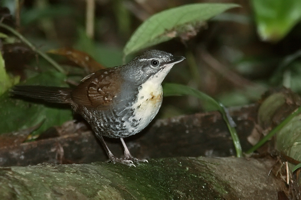 Amazônia National Park- Rusty-belted Tapaculo