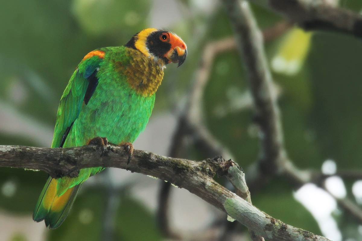 Amazônia National Park- Vulturine Parrot