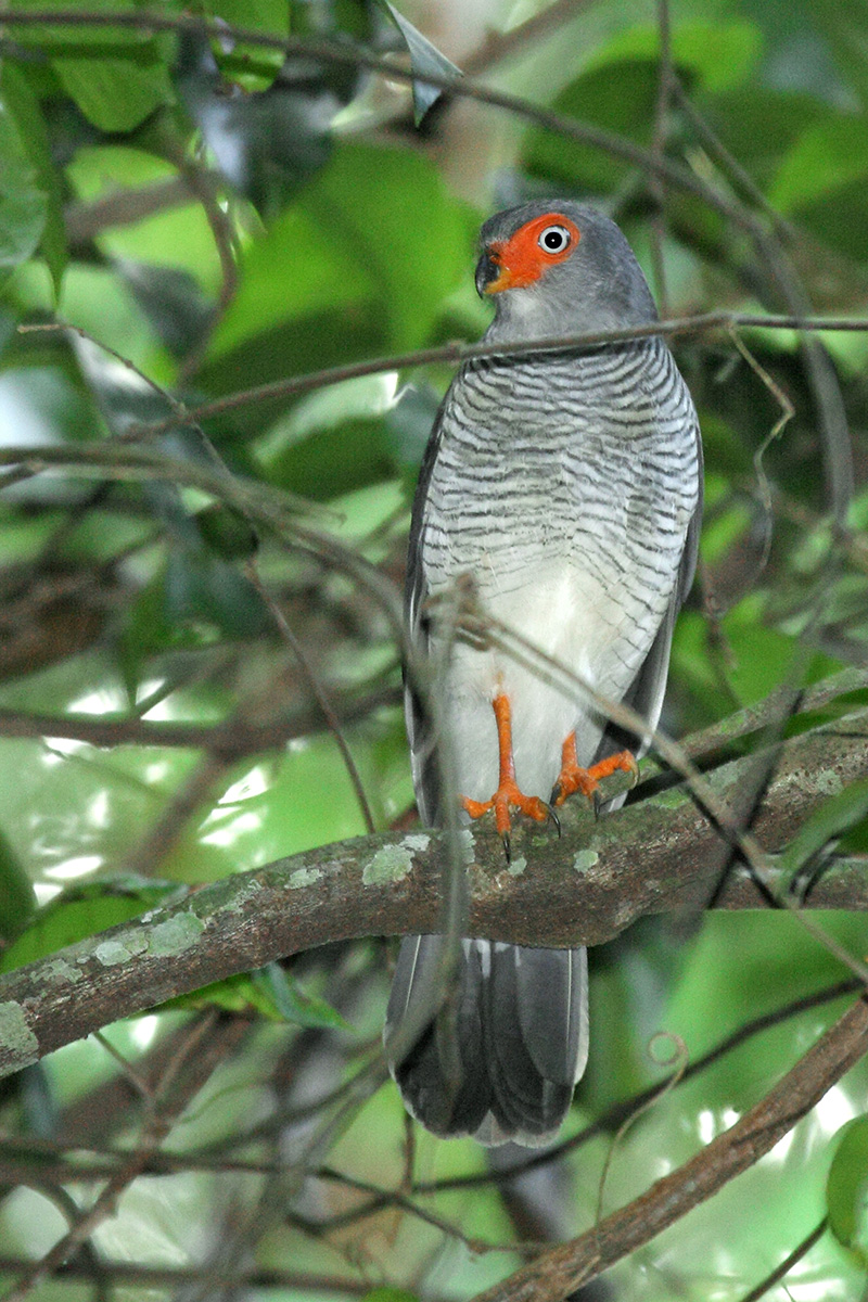 Amazônia National Park- Cryptic Forest-Falcon