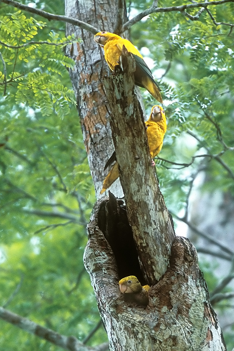 Amazônia National Park- Golden Parakeet