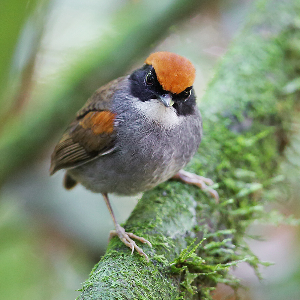 Atlantic Forest - Black-cheeked Gnateater