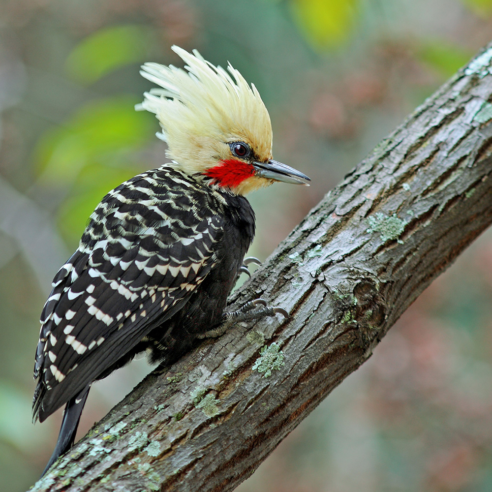 Atlantic Forest - Blond-crested Woodpecker