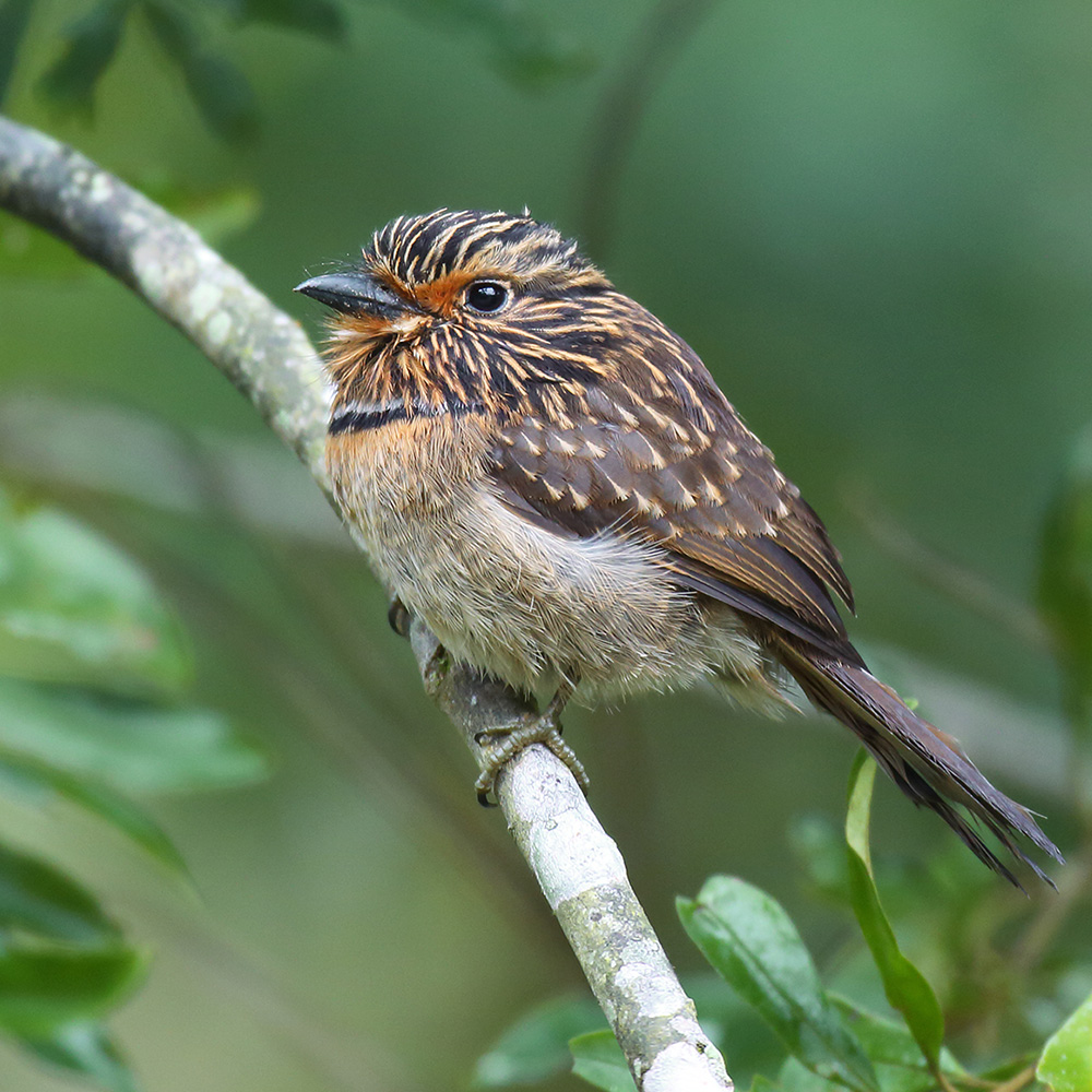 Atlantic Forest - Crescent-chested Puffbird