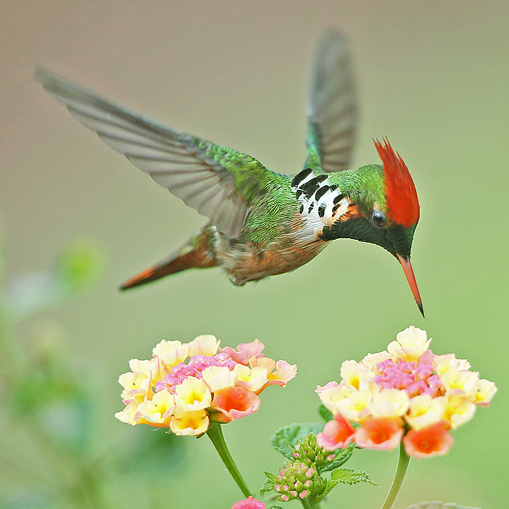 Atlantic Forest - Frilled Coquette