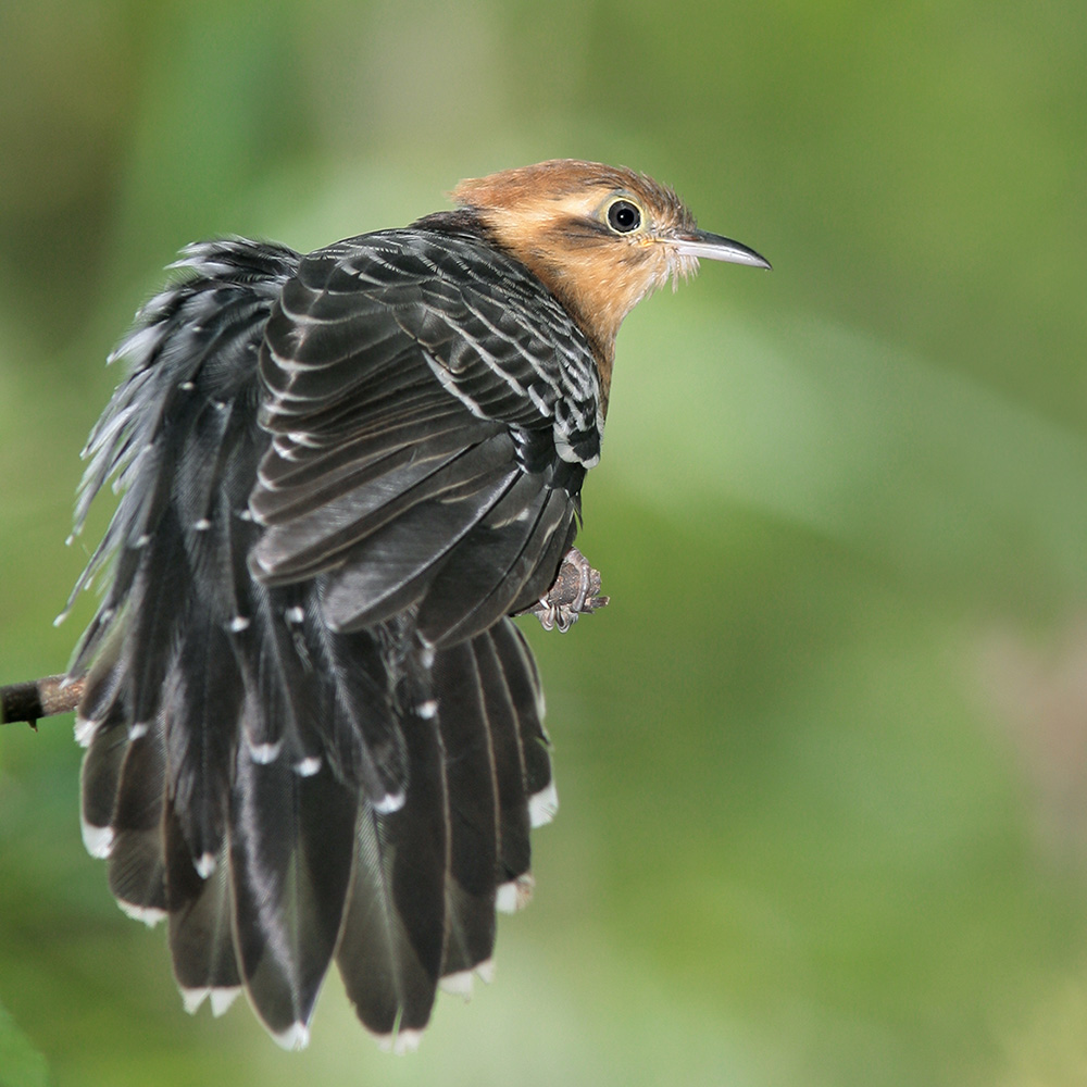 Atlantic Forest - Pavonine Cuckoo