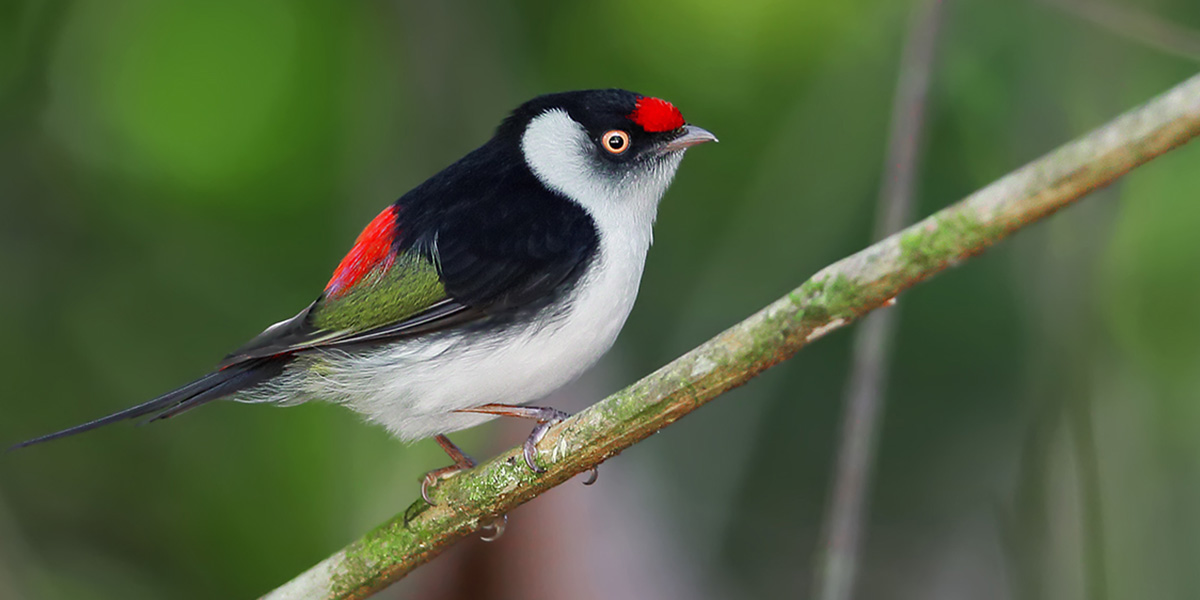 Atlantic Forest - Pin-tailed Manakin