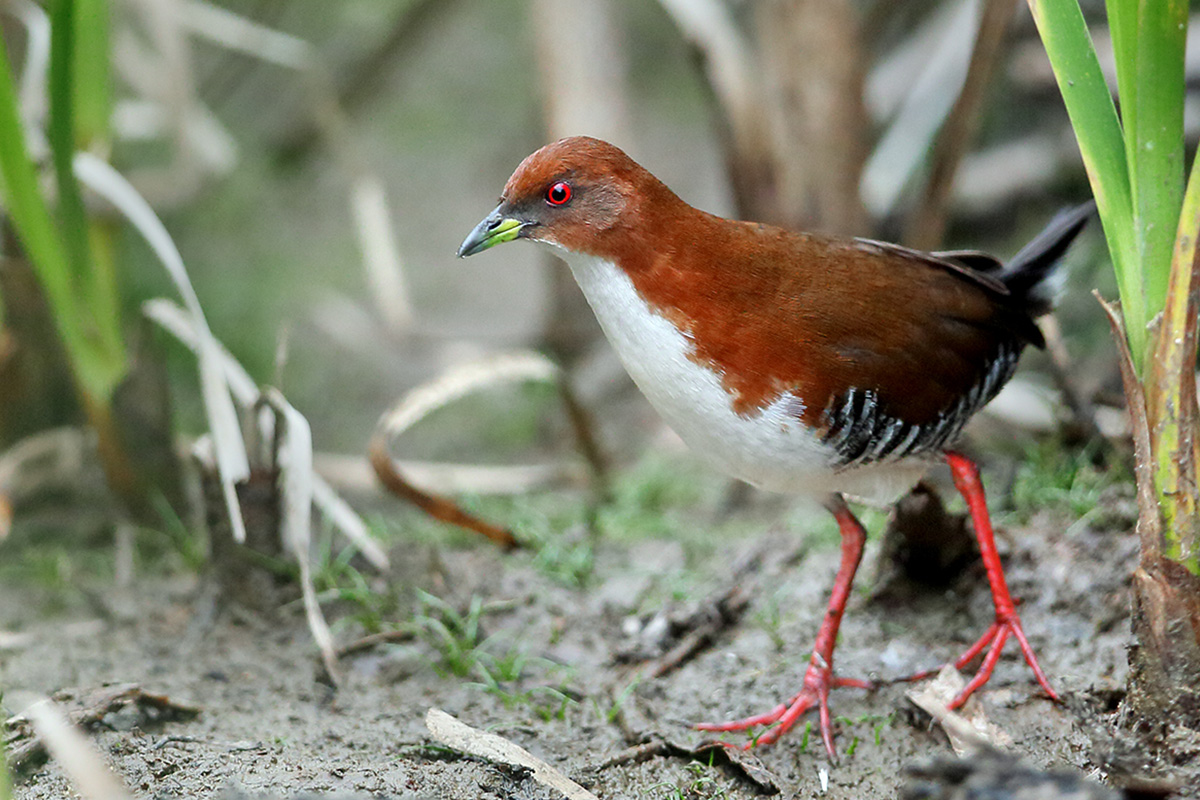 Atlantic Forest - Red-and-white Crake