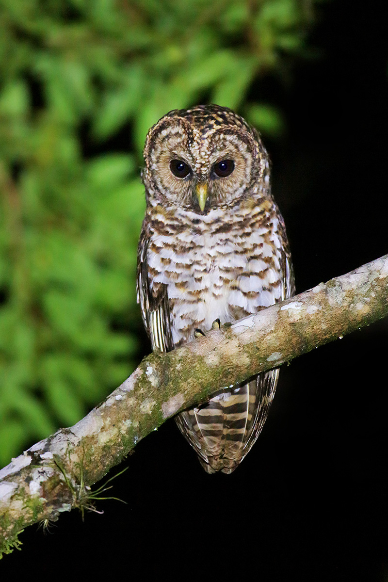 Atlantic Forest - Rusty-barred Owl