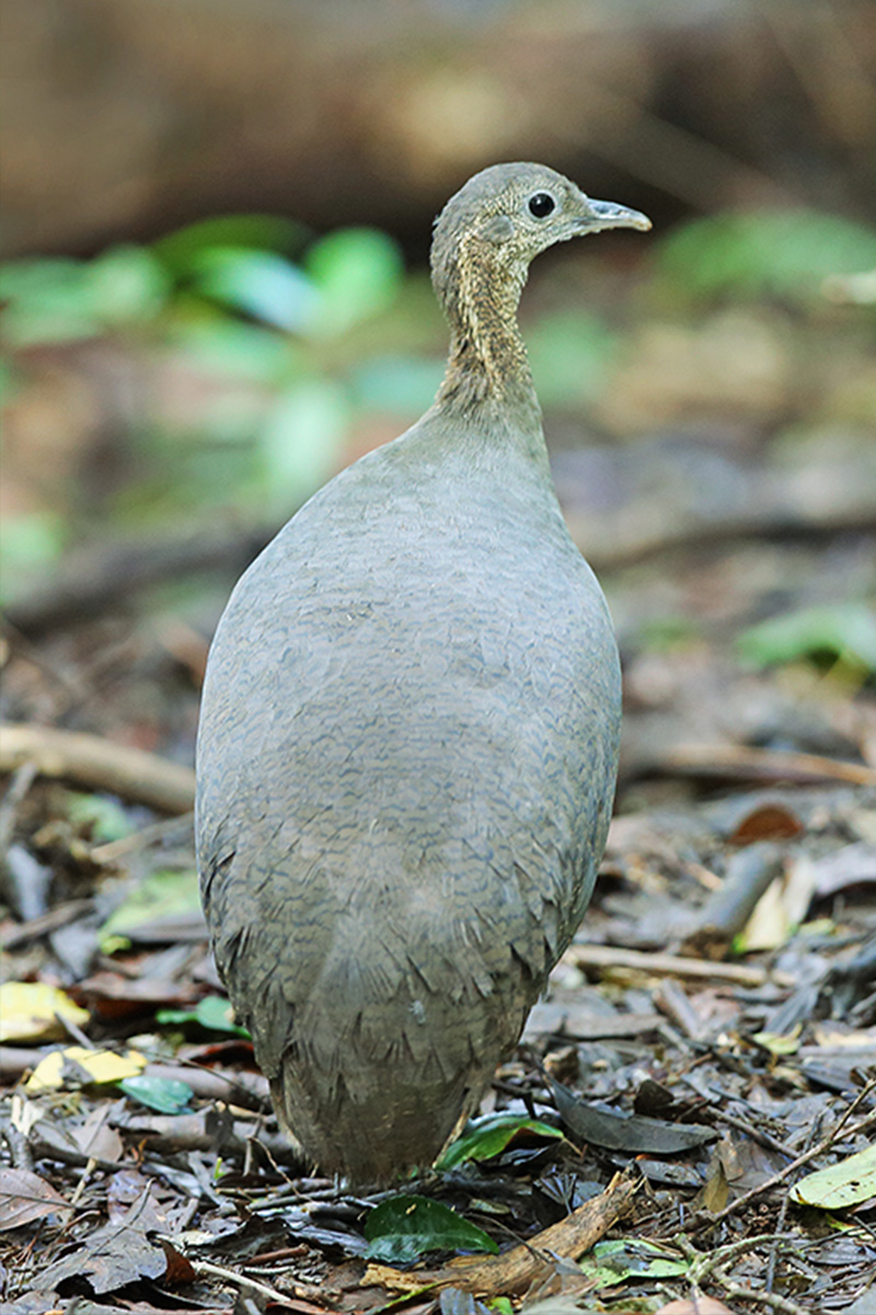 Atlantic Forest - Solitary Tinamou