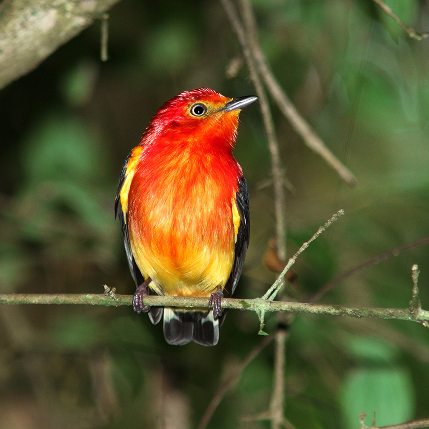 Bahia & Ceará States - Band-tailed Manakin