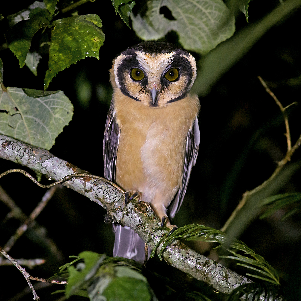 Bahia & Ceará States - Buff-fronted Owl