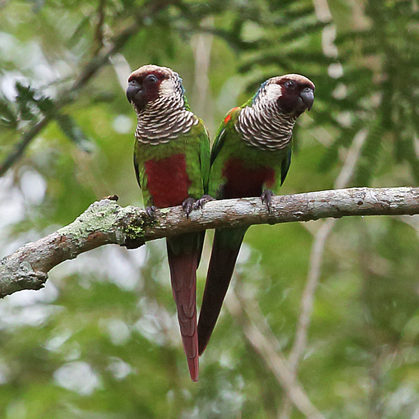 Bahia & Ceará States - Gray-breasted Parakeet