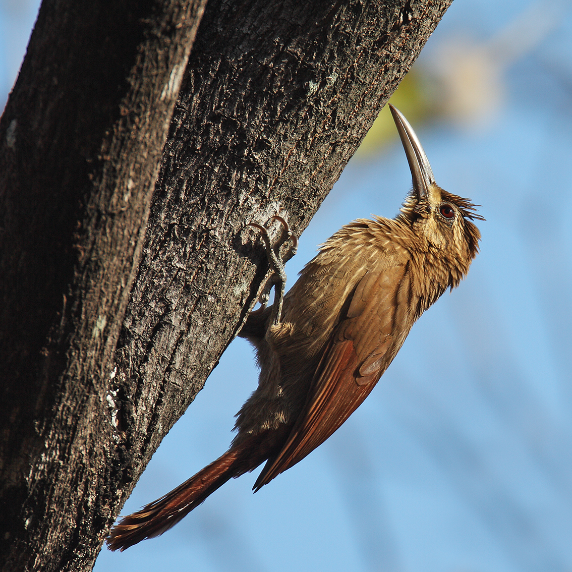 Bahia & Ceará States - Moustached Woodcreeper