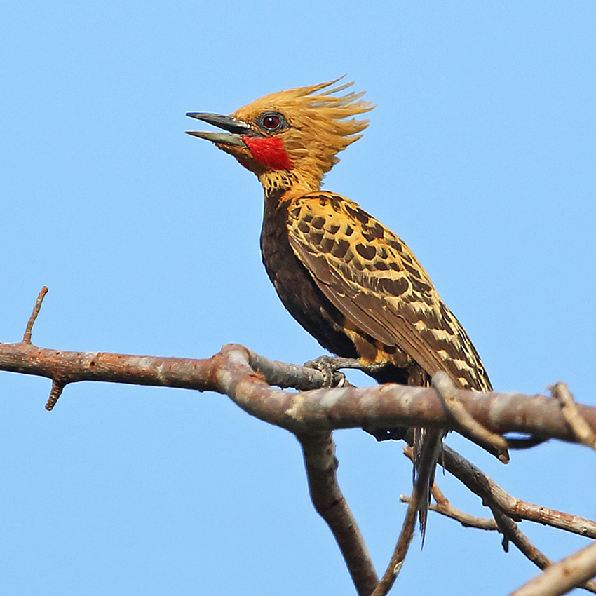 Bahia & Ceará States - Ochre-backed Woodpecker