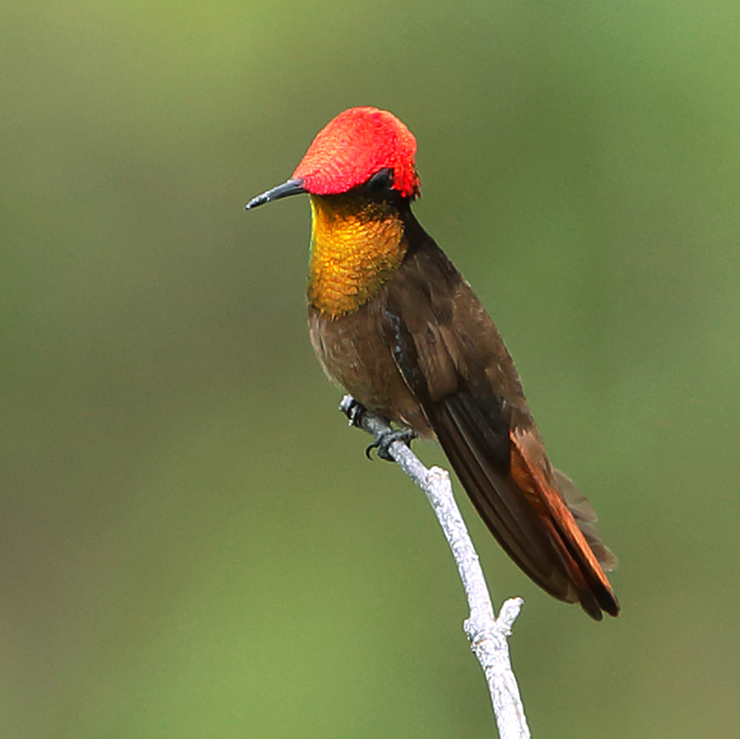 Bahia & Ceará States - Ruby-topaz Hummingbird