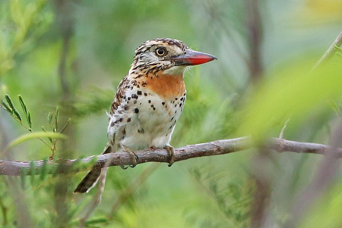 Bahia & Ceará States - Spot-backed Puffbird