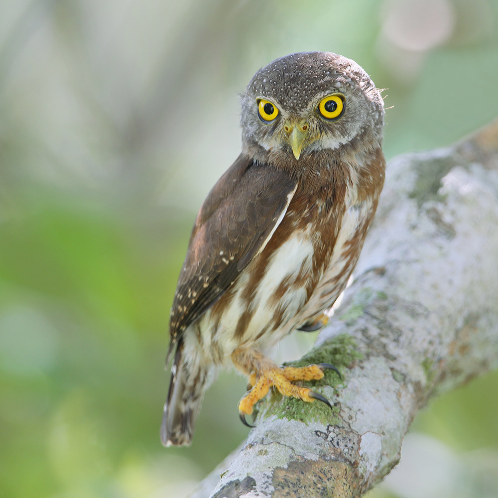 Cristalino Lodge - Amazonian Pygmy-Owl
