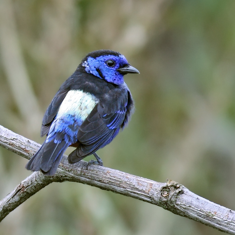 Cristalino Lodge - Opal-rumped Tanager