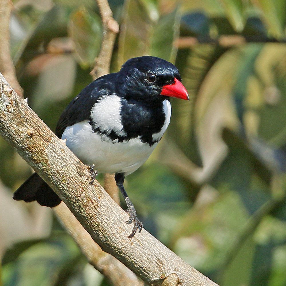 Cristalino Lodge - Red-billed Pied Tanager
