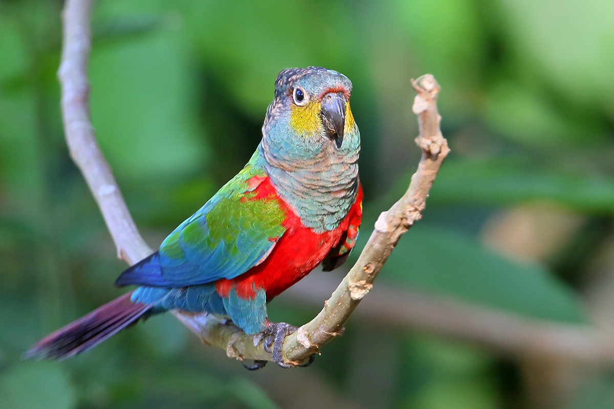 Cristalino Lodge - Crimson-bellied Parakeet