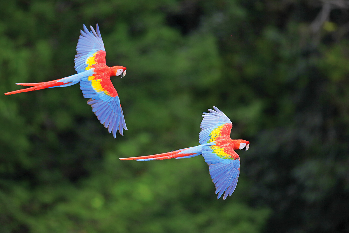 Cristalino Lodge - Scarlet Macaw