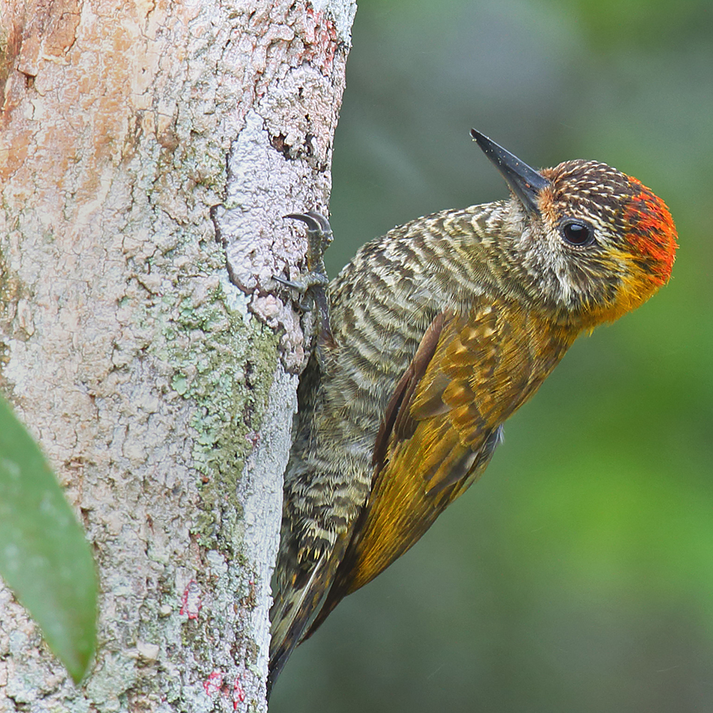 Espírito Santo State - Yellow-eared Woodpecker