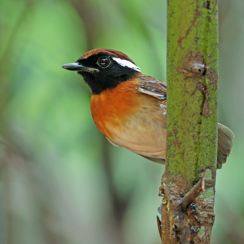 Manaus Vicinity & Presidente Figueiredo - Chestnut-belted Gnateater