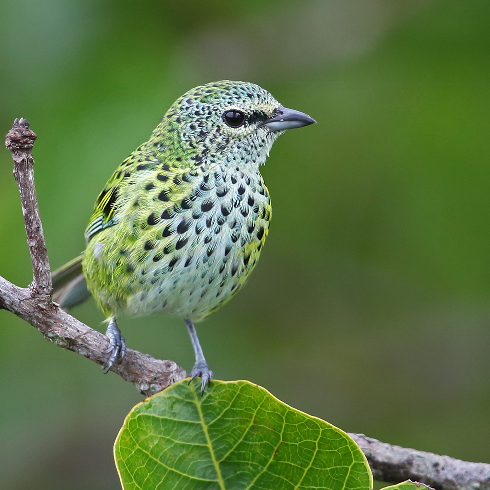 Manaus Vicinity & Presidente Figueiredo - Spotted Tanager