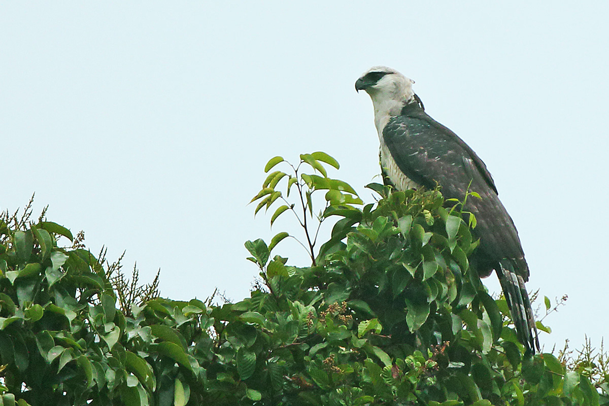 Manaus Vicinity & Presidente Figueiredo - Crested Eagle