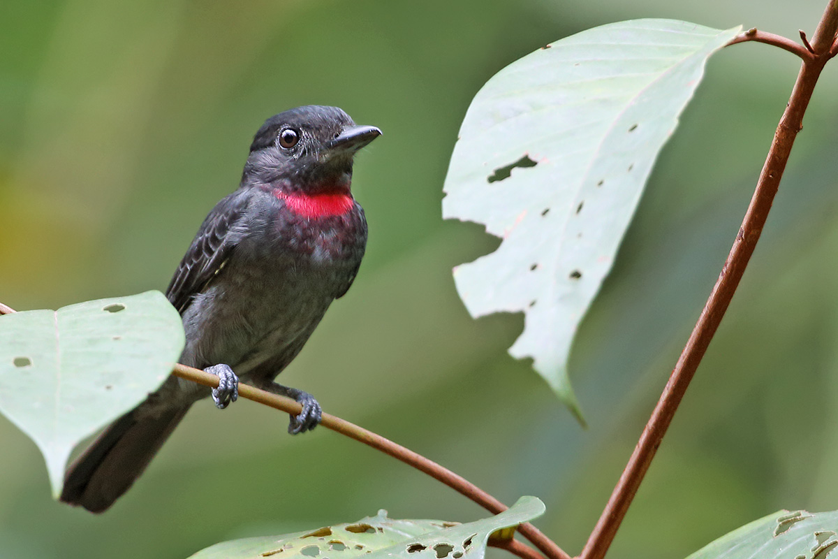 Manaus Vicinity & Presidente Figueiredo - Pink-throated Becard