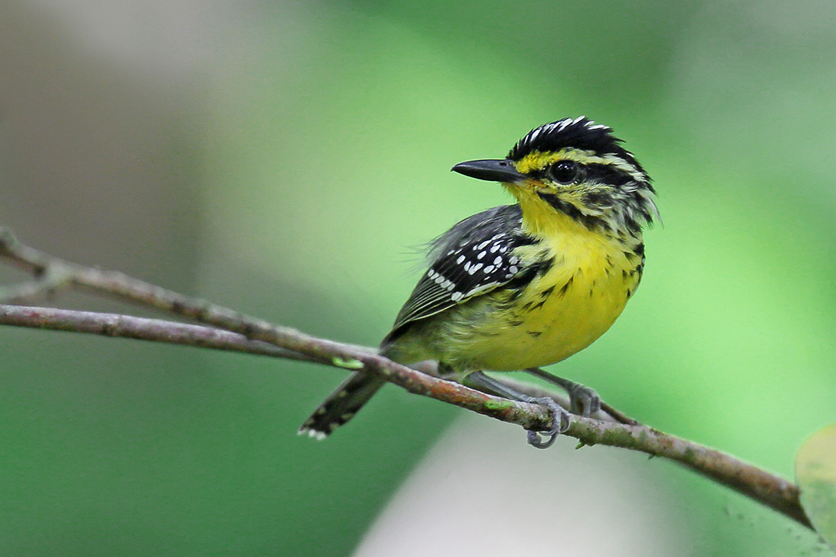 Manaus Vicinity & Presidente Figueiredo - Yellow-browed Antbird
