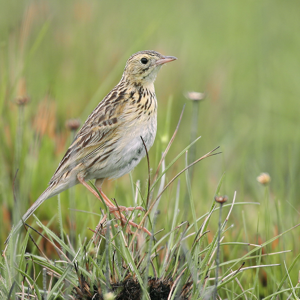 Minas Gerais States - Ochre-breasted Pipit