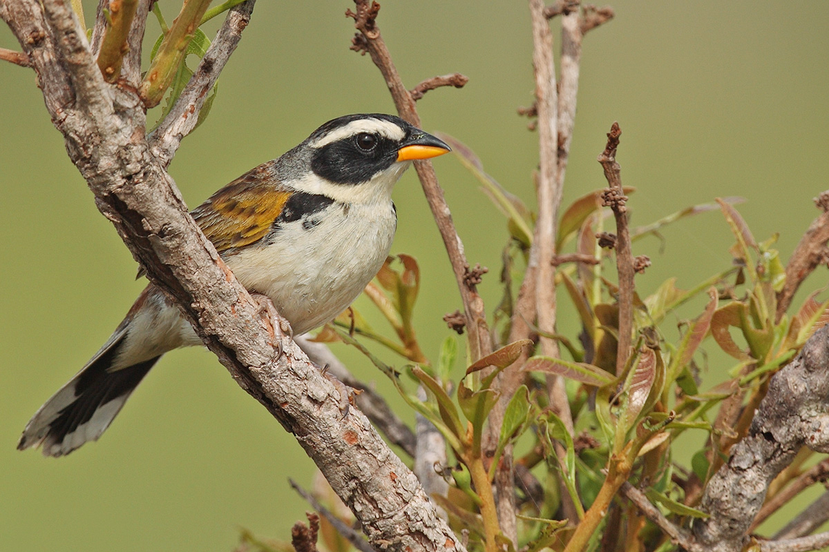 Minas Gerais States - Black-masked Finch