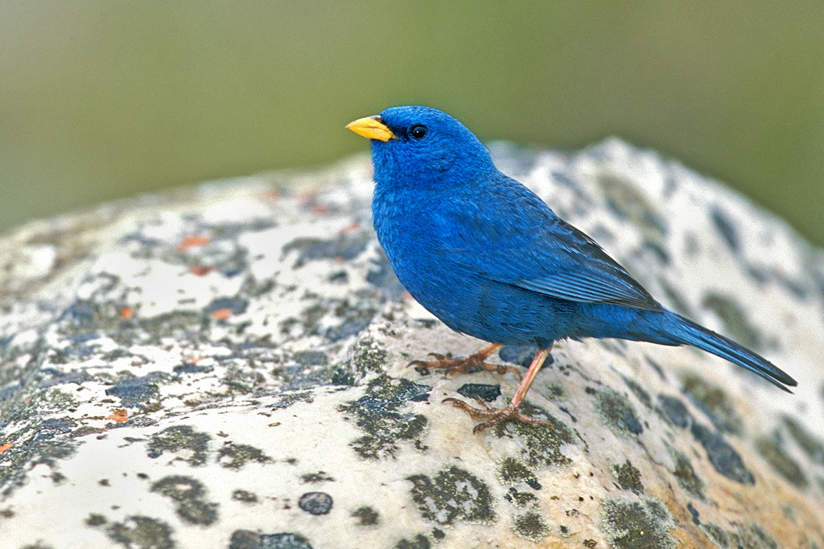Minas Gerais States - Blue Finch