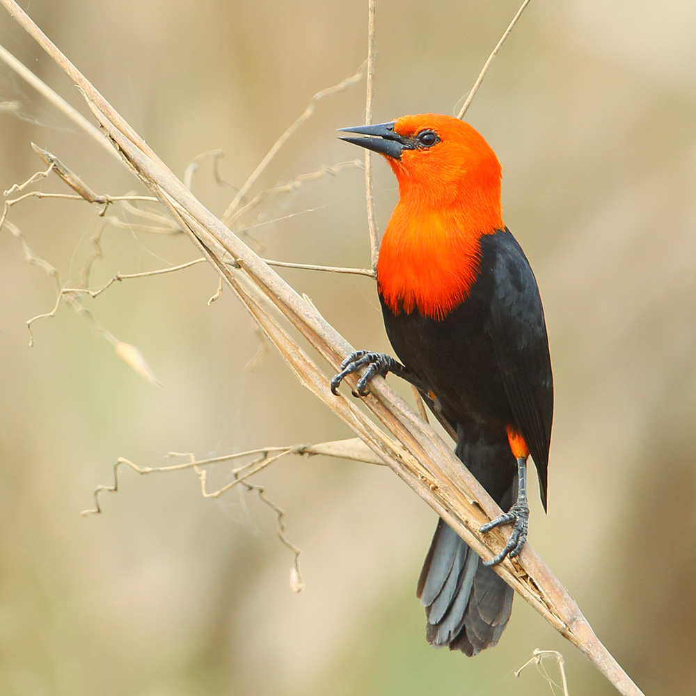 Rio Grande do Sul State - Scarlet-headed Blackbird