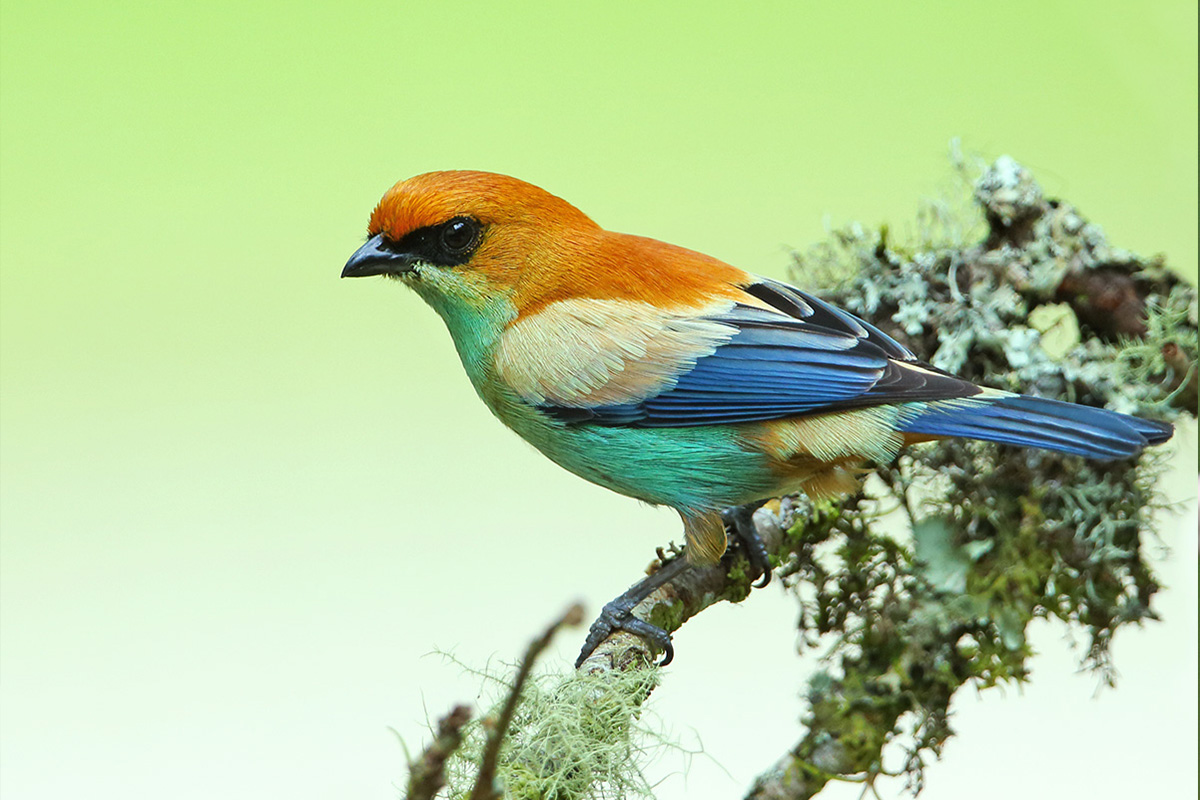 Rio Grande do Sul State - Chestnut-backed Tanager