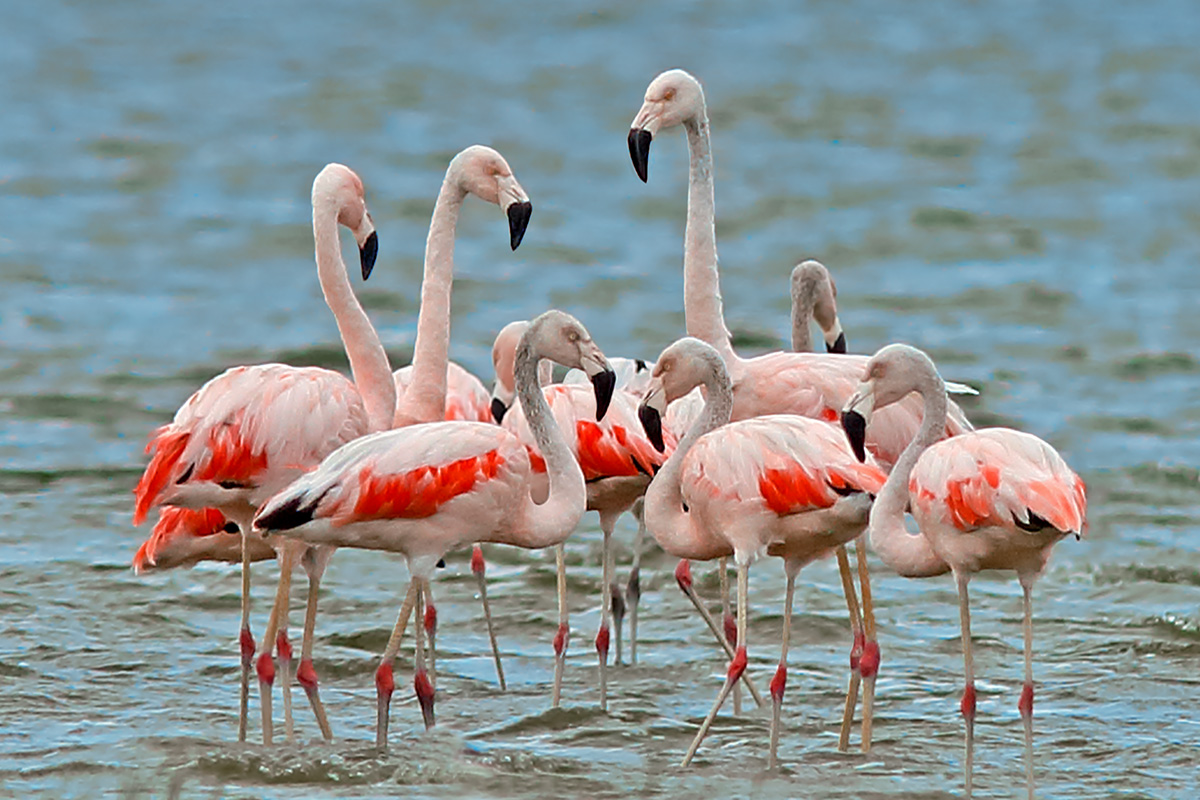 Rio Grande do Sul State - Chilean Flamingo