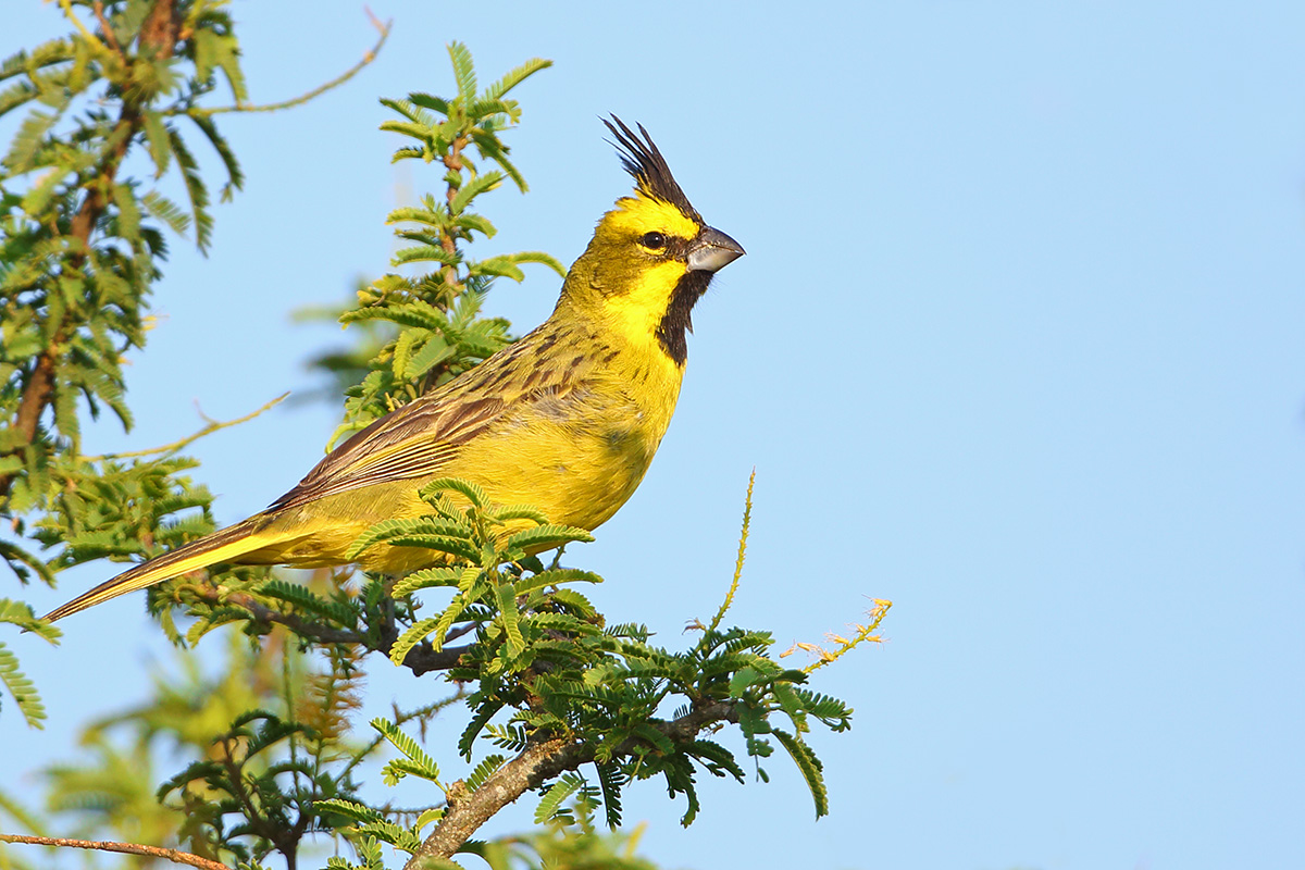 Rio Grande do Sul State - Yellow Cardinal