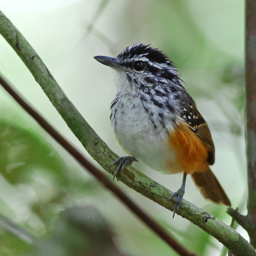 Roraima State - Guianan Warbling-Antbird