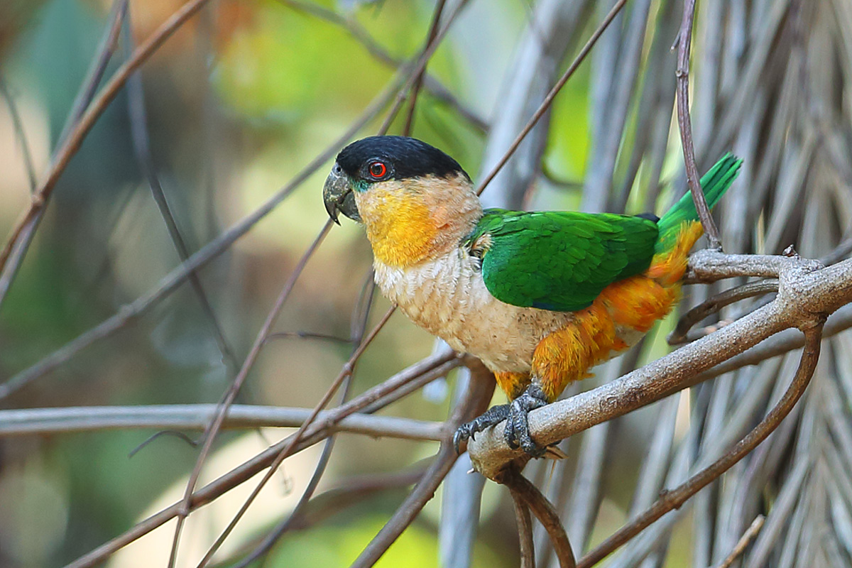 Roraima State - Black-headed Parrot