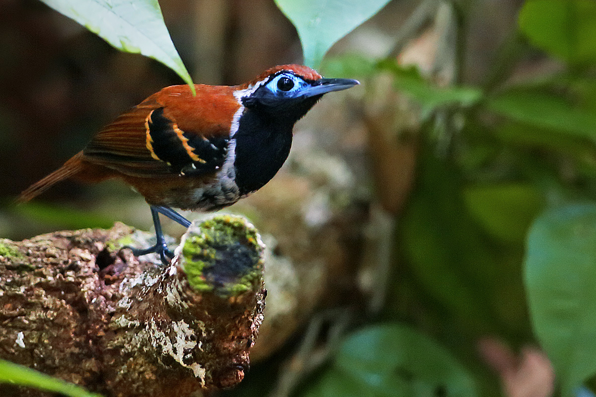 Roraima State - Ferruginous-backed Antbird