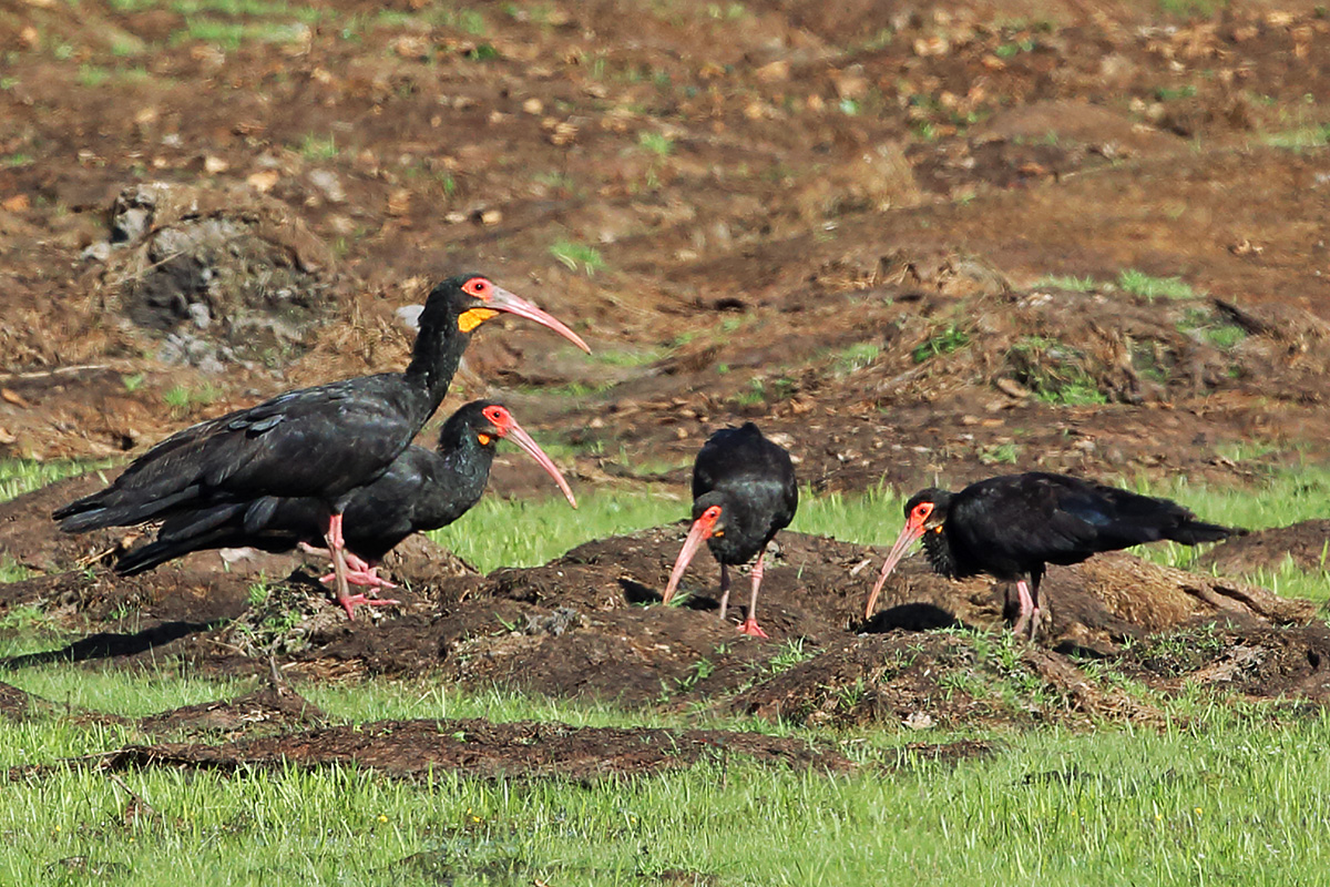 Roraima State - Sharp-tailed Ibis