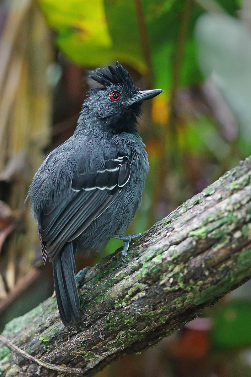 Roraima State - Hellmayr's Antbird