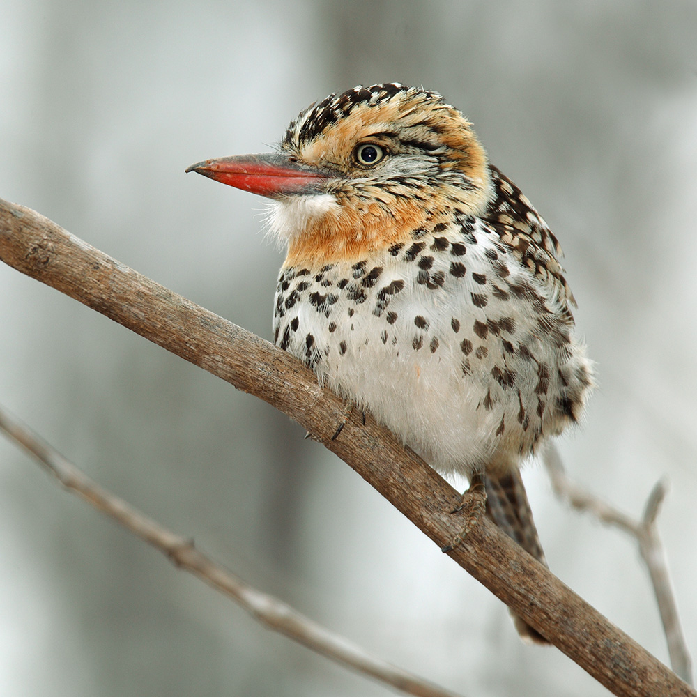 Southern Bahia State - Spot-backed Puffbird