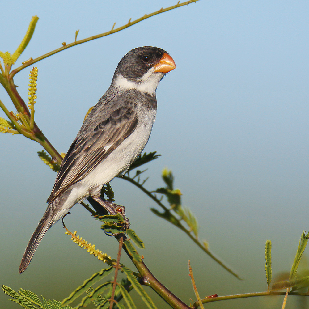 Southern Bahia State - White-throated Seedeater