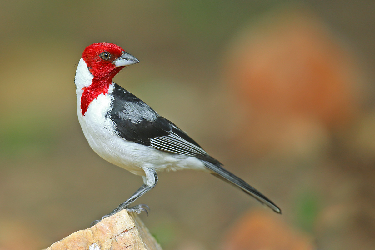 Southern Bahia State - Red-cowled Cardinal