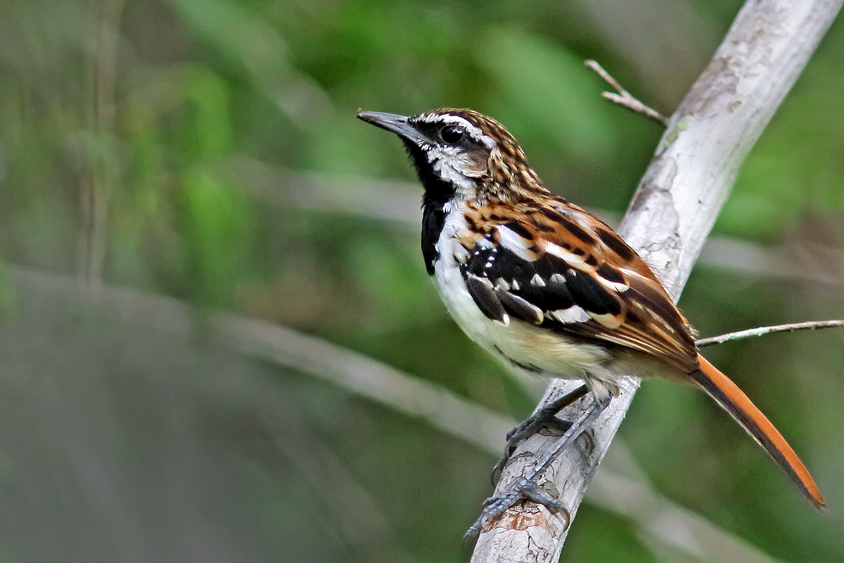 Southern Bahia State - Stripe-backed Antbird